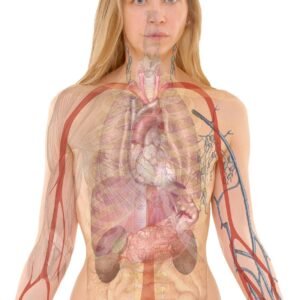 anatomy, woman, human, body, skin, organs, schema, lung, biology, teaching, people, science, medicine, nursing, anatomy, anatomy, anatomy, human, human, body, body, body, body, body, biology, teaching, people, science, science, science, medicine